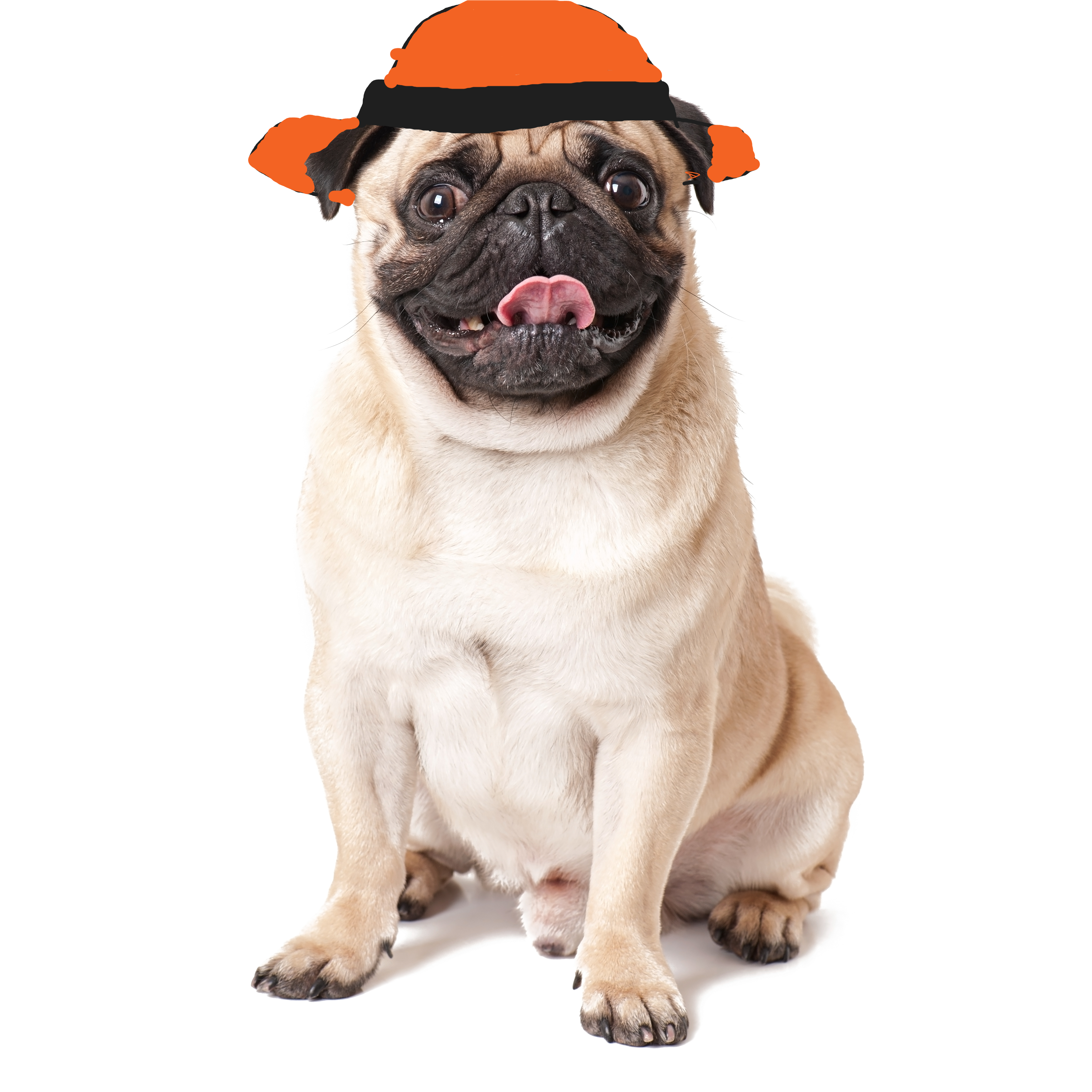 Pug dog with hat